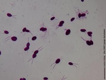 U036 100x.JPG